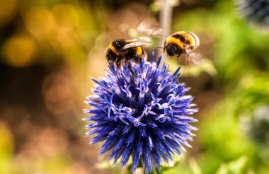 Two bumblebees on a purple flower