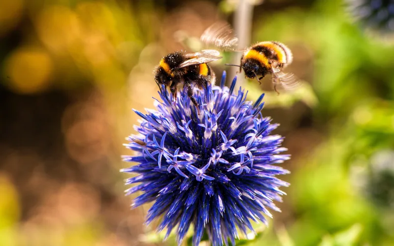 Deux bourdons sur une fleur violette