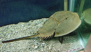 A imagem mostra Tachypleus tridentatus, o caranguejo-ferradura