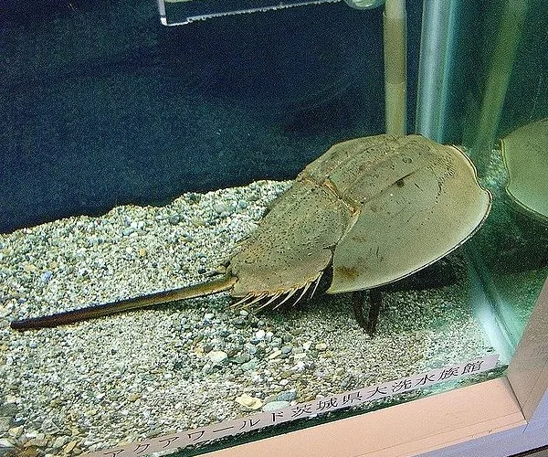 L'immagine mostra Tachypleus tridentatus, il granchio a ferro di cavallo