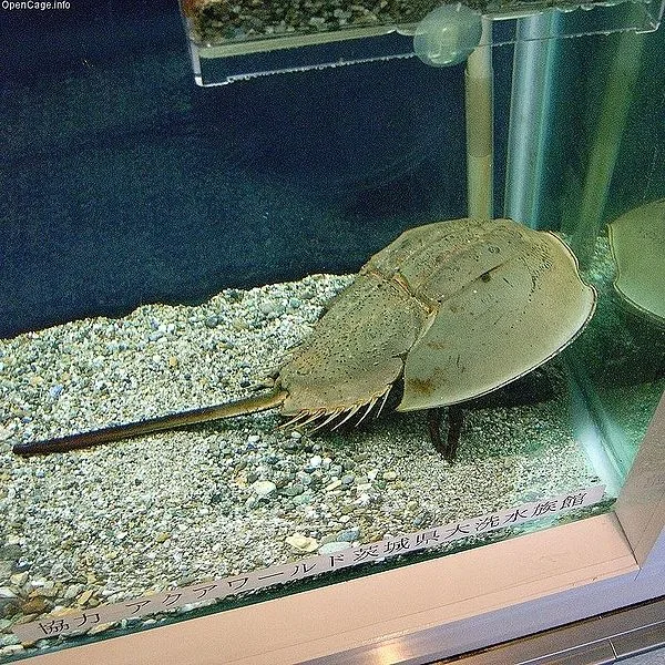 Image shows Tachypleus tridentatus, the horseshoe crab