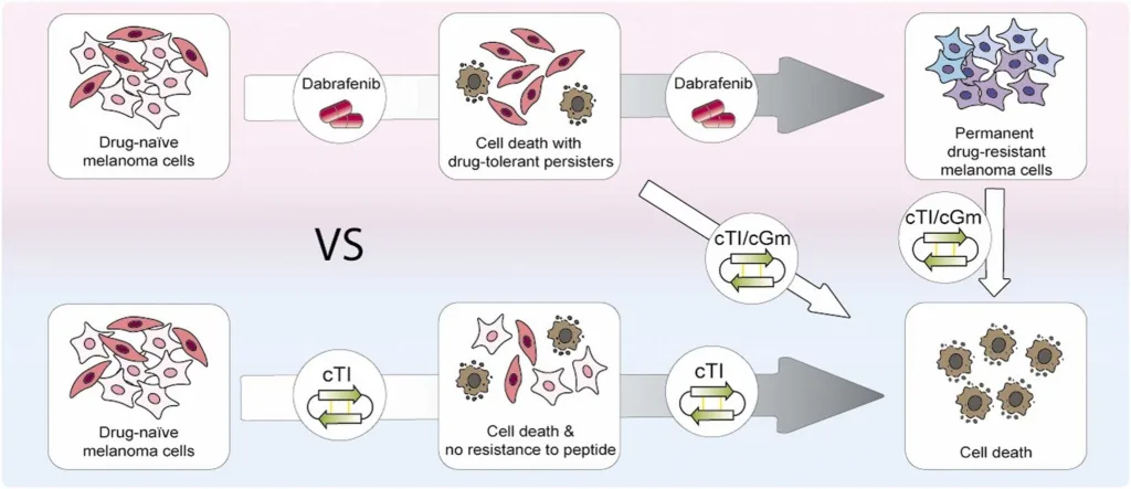 A two-row schematic comparing melanoma cell outcomes under dabrafenib versus a cyclic peptide (cTI). In both rows, the leftmost panel shows a cluster of pink and white drug-naïve melanoma cells.
Top row (dabrafenib):
– Next, a pill icon labeled “Dabrafenib” leads to a panel showing most cells dying (brown debris) but a few pink/white “drug-tolerant persisters” surviving.
– A second dabrafenib icon points rightward to a final panel of blue-purple shapes labeled “permanent drug-resistant melanoma cells.”
Bottom row (cTI):
– A circular icon labeled “cTI” leads to a panel showing nearly all cells dying (brown debris) with no persisters.
– A second cTI icon points to a final panel of only brown cell debris labeled “Cell death.”
Between the rows is a large “VS” indicating the comparison.