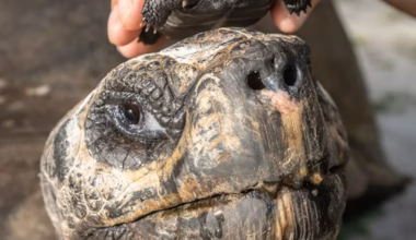 A photo of the 135 year old galapagos tortoise and his offspring