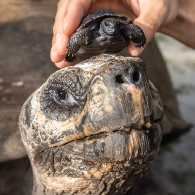 A photo of the 135 year old galapagos tortoise and his offspring