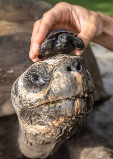 A photo of the 135 year old galapagos tortoise and his offspring