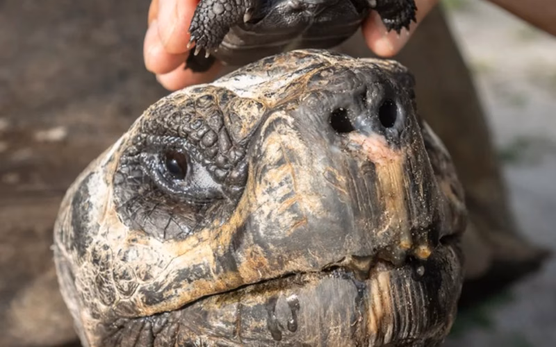 A photo of the 135 year old galapagos tortoise and his offspring